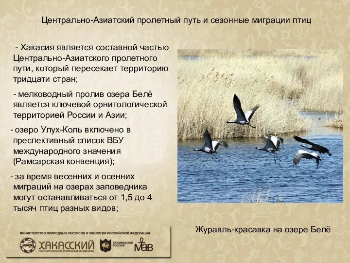 Центрально-Азиатский пролетный путь и сезонные миграции птиц Журавль-красавка на озере Белё -