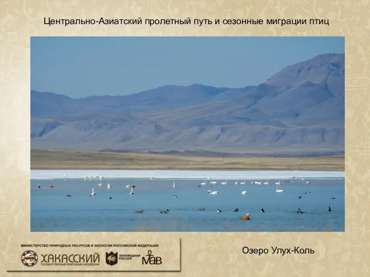 Центрально-Азиатский пролетный путь и сезонные миграции птиц Озеро Улух-Коль