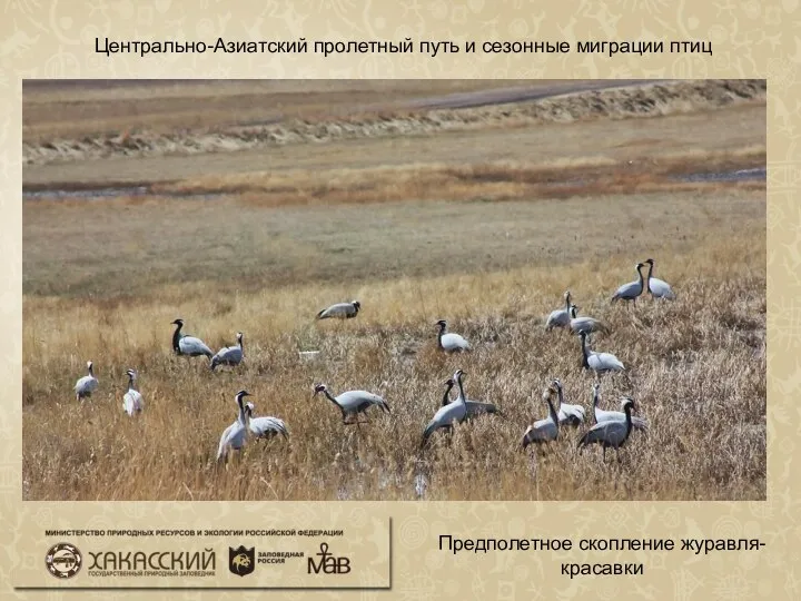 Центрально-Азиатский пролетный путь и сезонные миграции птиц Предполетное скопление журавля-красавки