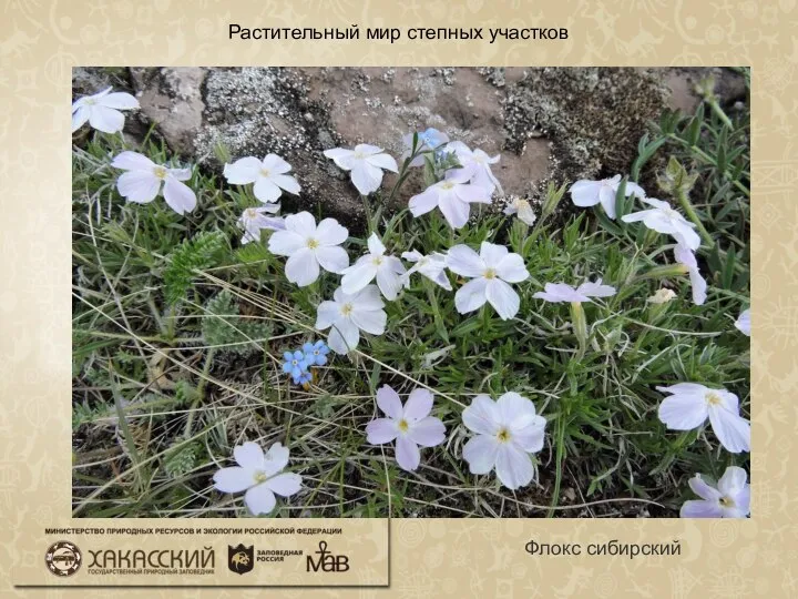 Растительный мир степных участков Флокс сибирский