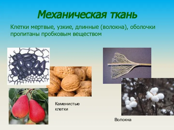 Механическая ткань Клетки мертвые, узкие, длинные (волокна), оболочки пропитаны пробковым веществом Каменистые клетки Волокна