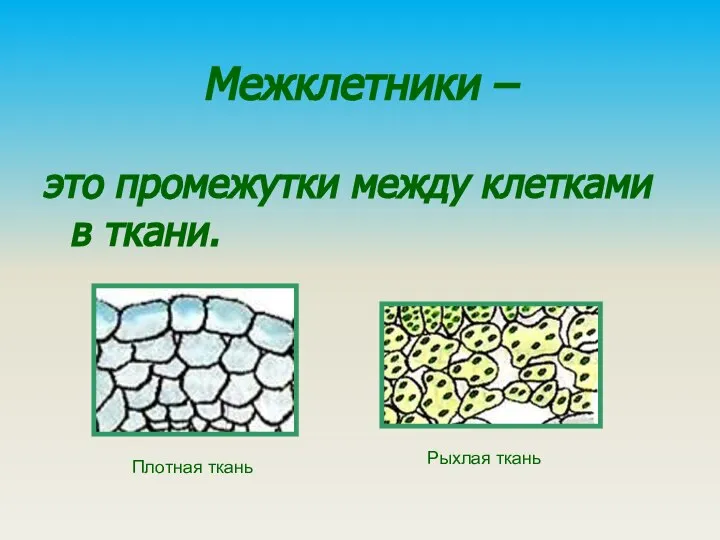 Межклетники – это промежутки между клетками в ткани. Плотная ткань Рыхлая ткань
