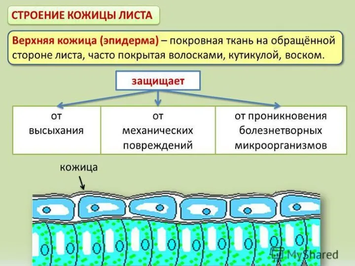 2007 aleksei.bazhenov@mail.ru