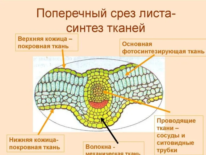 2007 aleksei.bazhenov@mail.ru