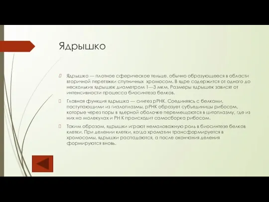 Ядрышко Ядрышко — плотное сферическое тельце, обычно образующееся в области вторичной перетяжки