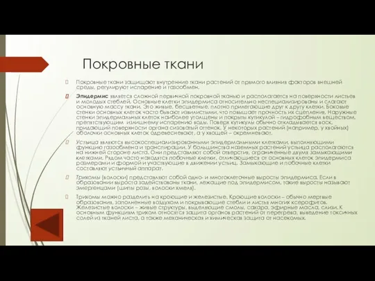 Покровные ткани Покровные ткани защищают внутренние ткани растений от прямого влияния факторов