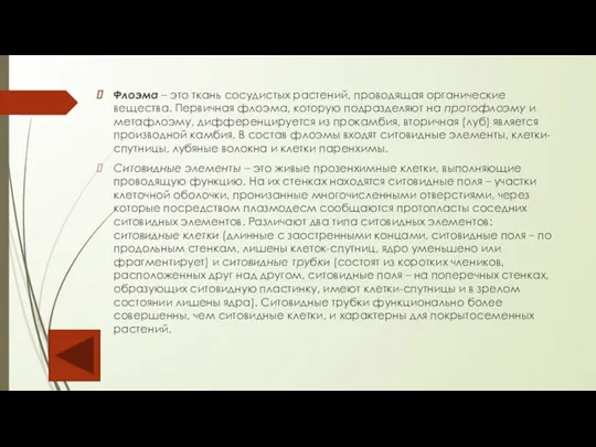 Флоэма – это ткань сосудистых растений, проводящая органические вещества. Первичная флоэма, которую