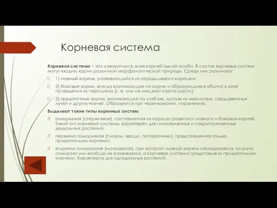 Корневая система Корневая система – это совокупность всех корней одной особи. В