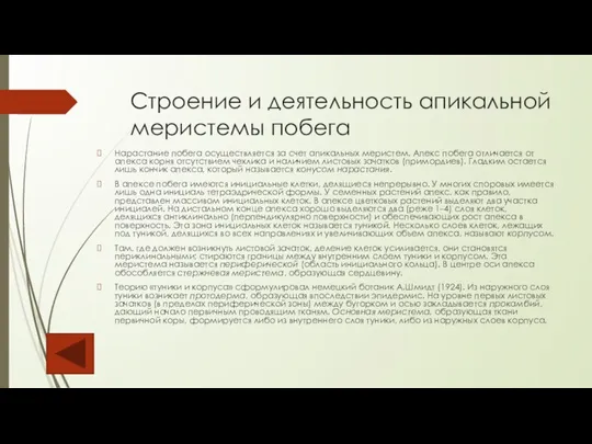 Строение и деятельность апикальной меристемы побега Нарастание побега осуществляется за счет апикальных