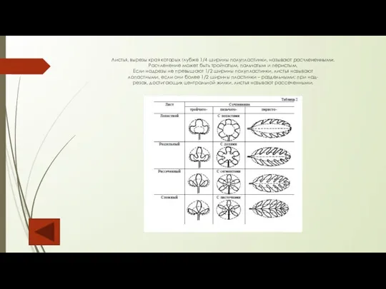 Листья, вырезы края которых глубже 1/4 ширины полупластинки, называют расчлененными. Расчленение может