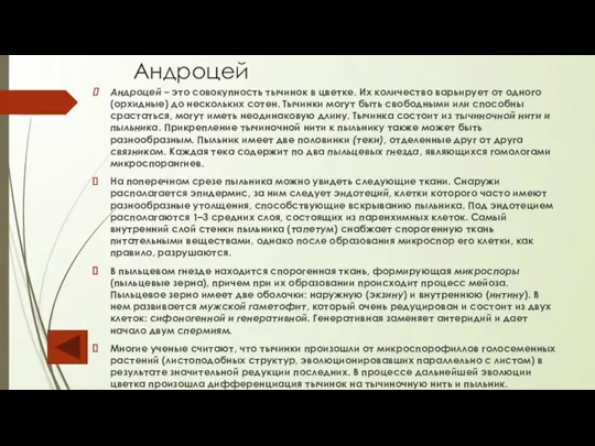 Андроцей Андроцей – это совокупность тычинок в цветке. Их количество варьирует от