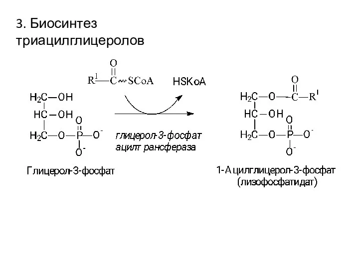 3. Биосинтез триацилглицеролов