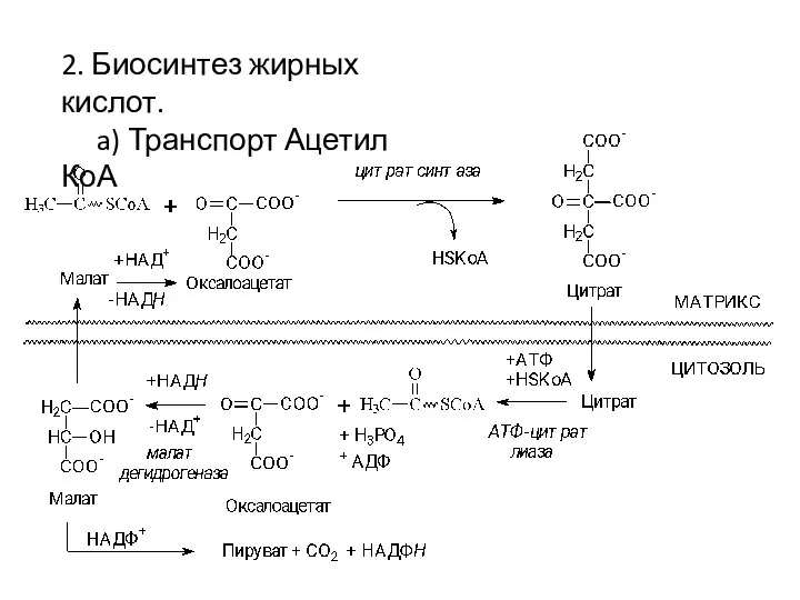 2. Биосинтез жирных кислот. a) Транспорт Ацетил КоА