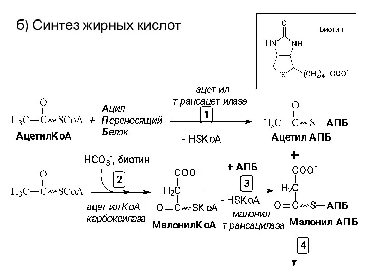 б) Синтез жирных кислот