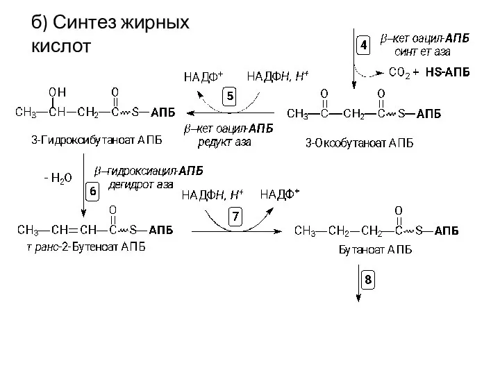 б) Синтез жирных кислот