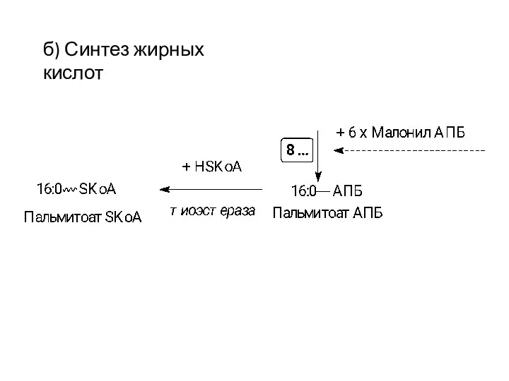 б) Синтез жирных кислот