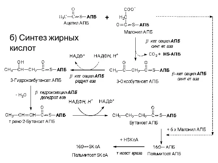 б) Синтез жирных кислот