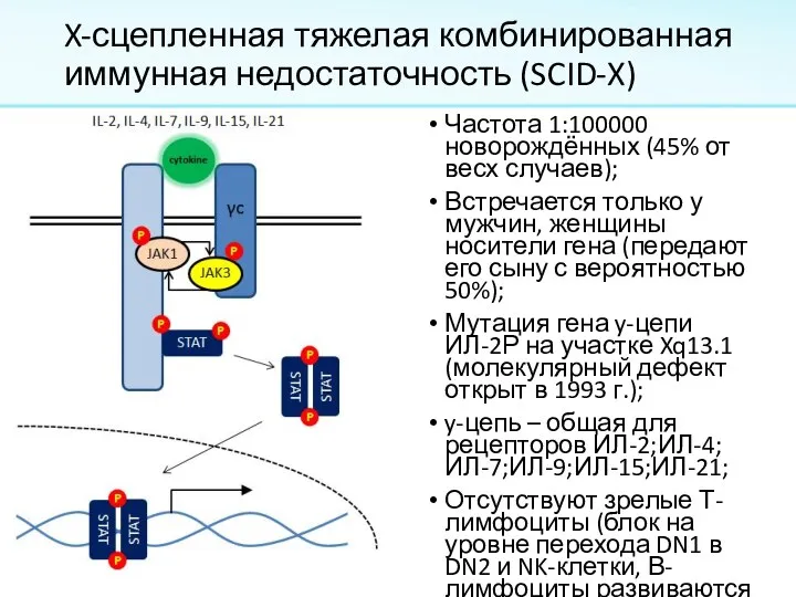 X-сцепленная тяжелая комбинированная иммунная недостаточность (SCID-X) Частота 1:100000 новорождённых (45% от весх