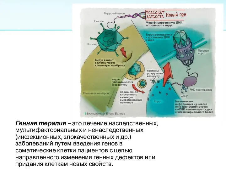 Генная терапия – это лечение наследственных, мультифакториальных и ненаследственных (инфекционных, злокачественных и