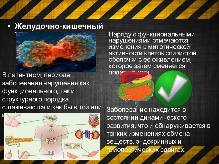 Желудочно-кишечный тракт Наряду с функциональными нарушениями отмечаются изменения в митотической активности клеток