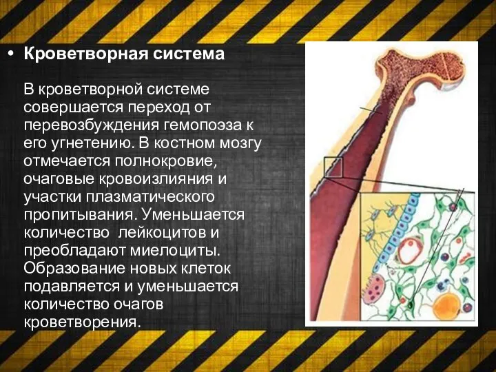 Кроветворная система В кроветворной системе совершается переход от перевозбуждения гемопоэза к его