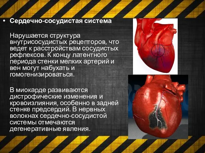 Сердечно-сосудистая система Нарушается структура внутрисосудистых рецепторов, что ведет к расстройствам сосудистых рефлексов.