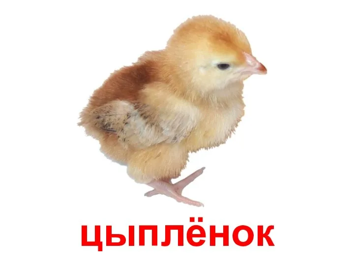 цыплёнок