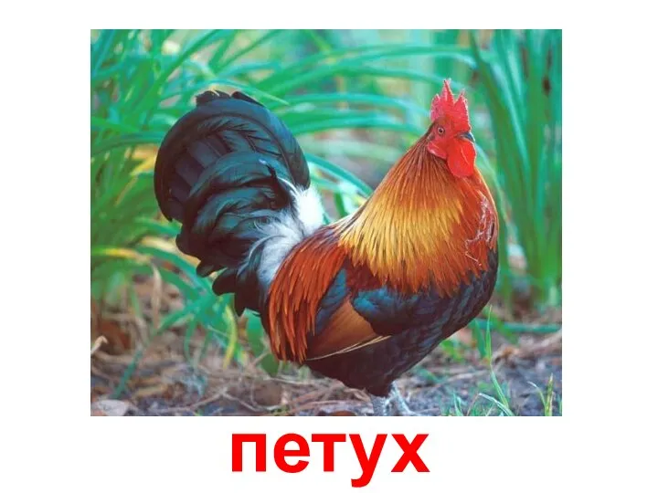 петух