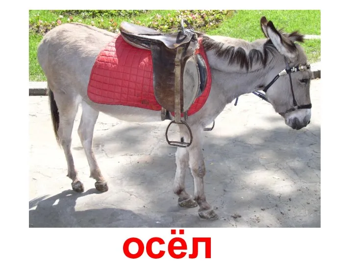 Ослы осёл