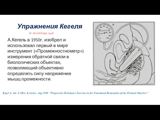 Упражнения Кегеля Dr. Arnold Kegel, 1948 Kegel A. Am. J. Obst. &