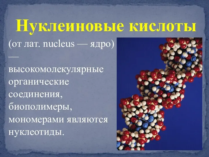 Нуклеиновые кислоты (от лат. nucleus — ядро) — высокомолекулярные органические соединения, биополимеры, мономерами являются нуклеотиды.