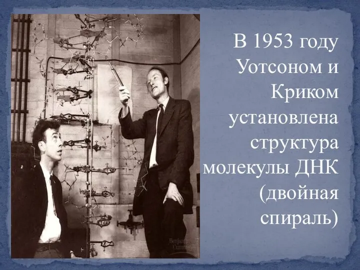 В 1953 году Уотсоном и Криком установлена структура молекулы ДНК (двойная спираль)