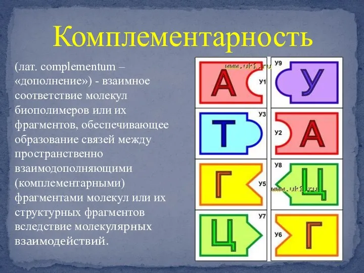 Комплементарность (лат. complementum – «дополнение») - взаимное соответствие молекул биополимеров или их