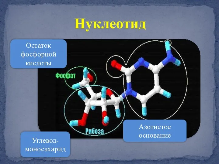 Нуклеотид Остаток фосфорной кислоты Углевод-моносахарид Азотистое основание