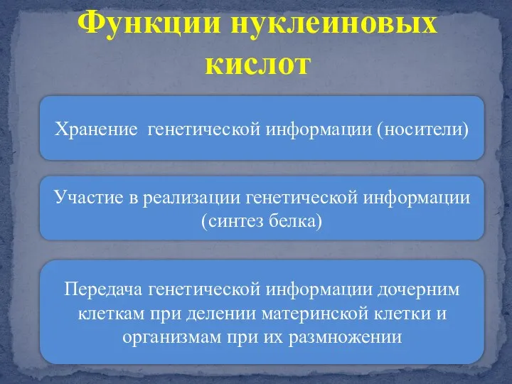 Функции нуклеиновых кислот Хранение генетической информации (носители) Участие в реализации генетической информации