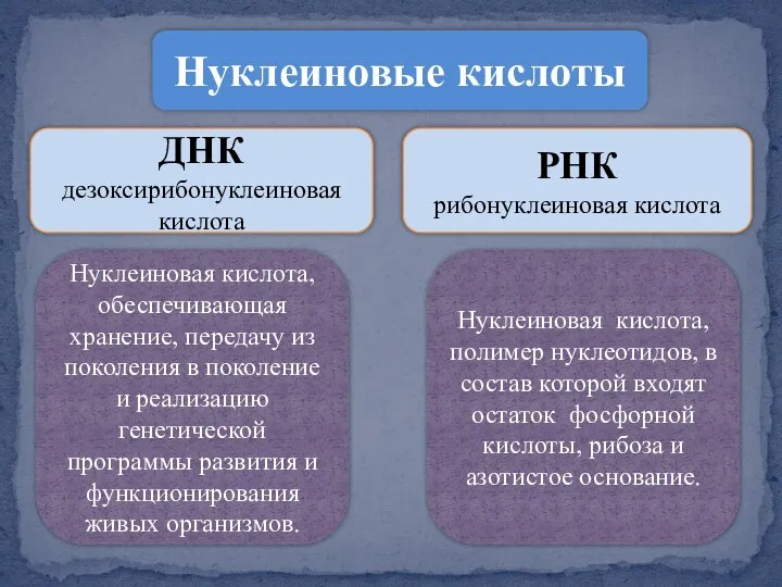 Нуклеиновые кислоты ДНК дезоксирибонуклеиновая кислота РНК рибонуклеиновая кислота Нуклеиновая кислота, обеспечивающая хранение,