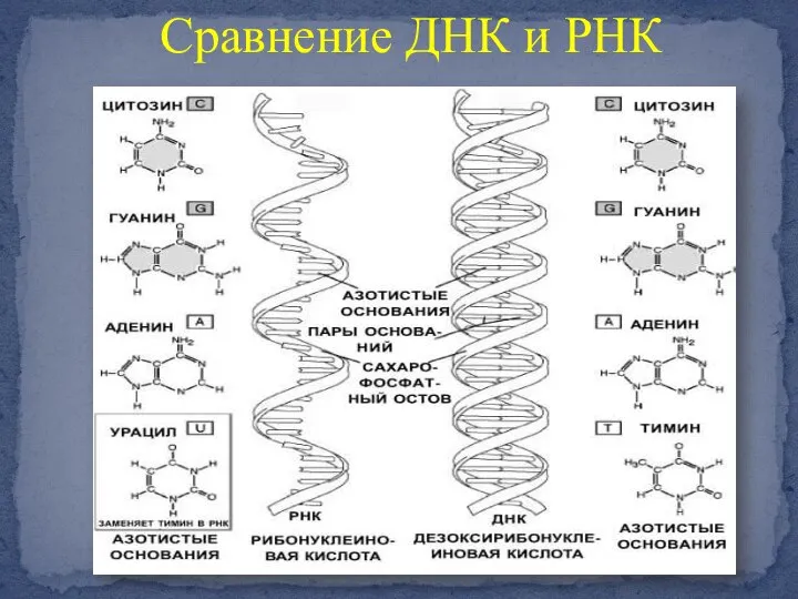 Сравнение ДНК и РНК