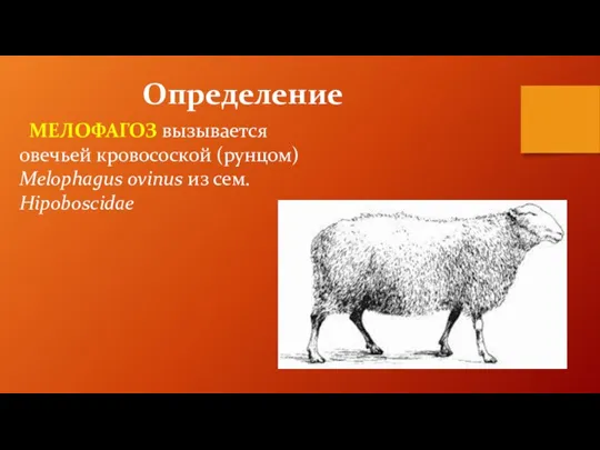 Определение МЕЛОФАГОЗ вызывается овечьей кровосоской (рунцом) Melophagus ovinus из сем. Hipoboscidae