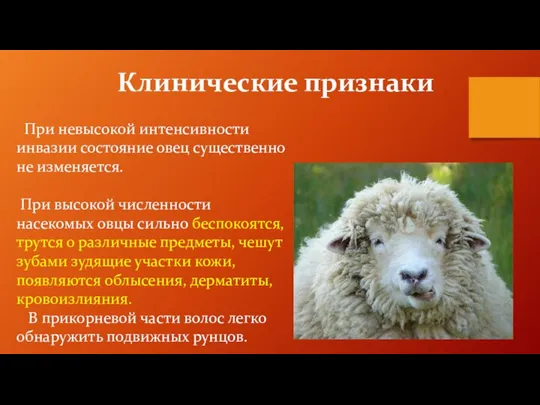 Клинические признаки При невысокой интенсивности инвазии состояние овец существенно не изменяется. При