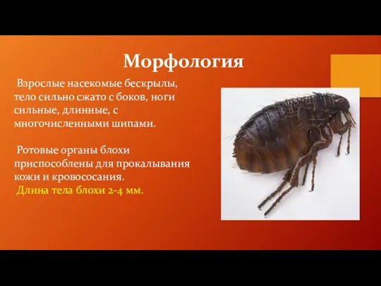Морфология Взрослые насекомые бескрылы, тело сильно сжато с боков, ноги сильные, длинные,