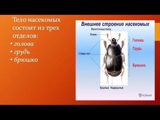 Тело насекомых состоит из трех отделов: голова грудь брюшко