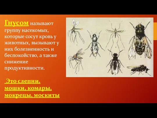 Гнусом называют группу насекомых, которые сосут кровь у животных, вызывают у них