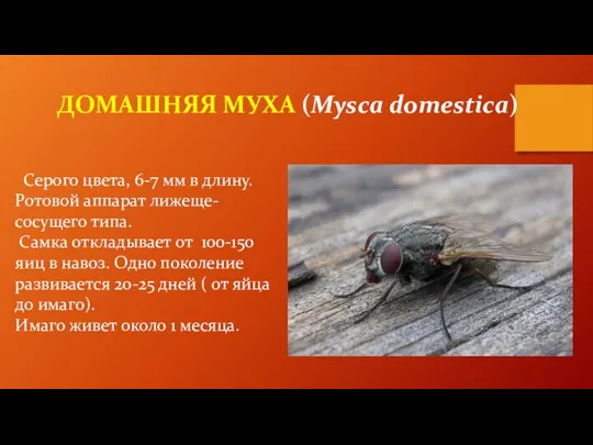 ДОМАШНЯЯ МУХА (Mysca domestica) Серого цвета, 6-7 мм в длину. Ротовой аппарат