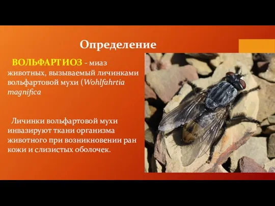 Определение ВОЛЬФАРТИОЗ - миаз животных, вызываемый личинками вольфартовой мухи (Wohlfahrtia magnifica Личинки