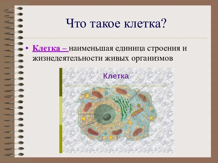 Что такое клетка? Клетка – наименьшая единица строения и жизнедеятельности живых организмов