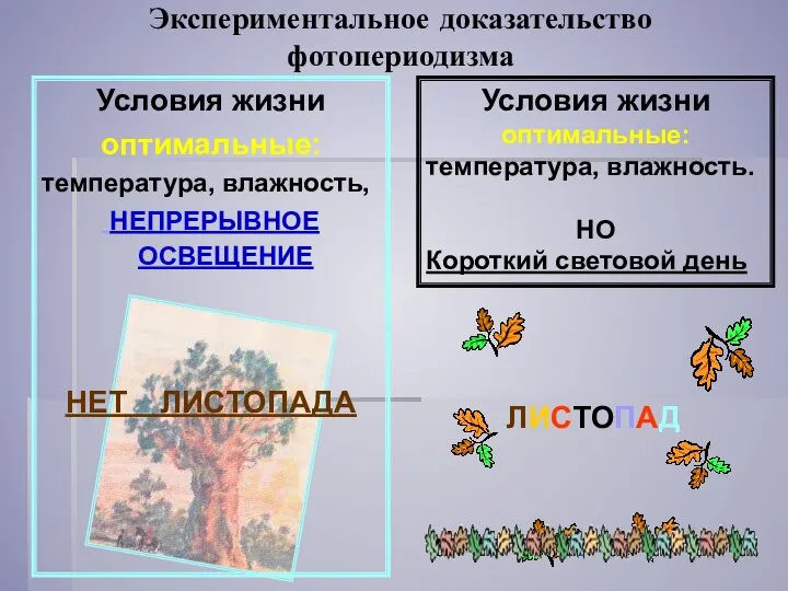 Экспериментальное доказательство фотопериодизма Условия жизни оптимальные: температура, влажность, НЕПРЕРЫВНОЕ ОСВЕЩЕНИЕ НЕТ ЛИСТОПАДА