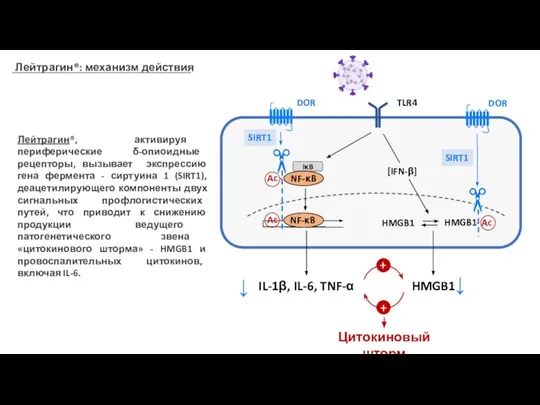 IL-1β, IL-6, TNF-α IκB NF-κB HMGB1 HMGB1 [IFN-β] DOR DOR ↓ ↓