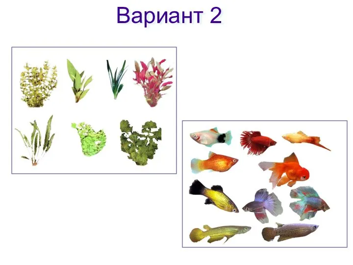 Вариант 2