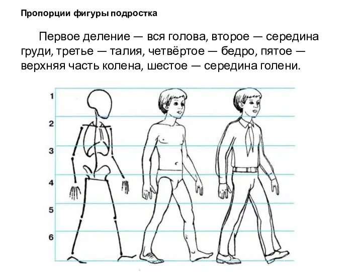 Пропорции фигуры подростка Первое деление — вся голова, второе — середина груди,