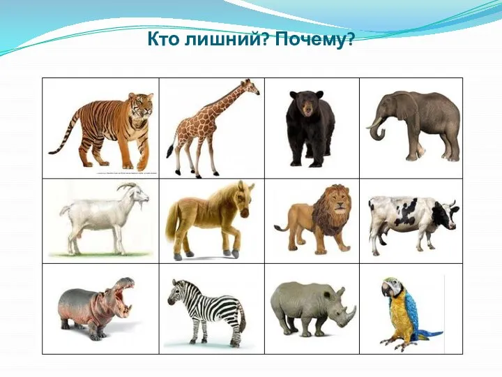 Кто лишний? Почему?